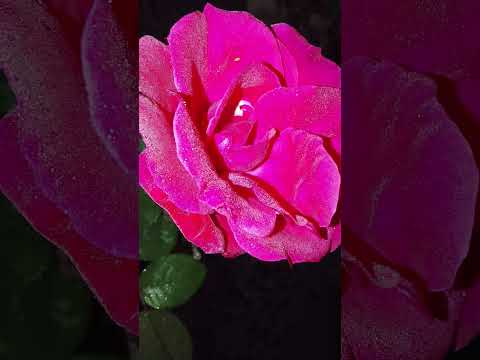 Flores Trinidad Uruguay . Canción : " Mi último Universo . Nebulosa , Gustavo Josue . "
