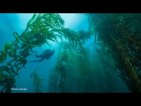 How are warm oceans affecting kelp growth