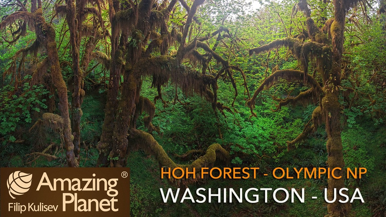 Hoh Forest, Olympic National Park, USA: Amazing Planet (4K) 2026