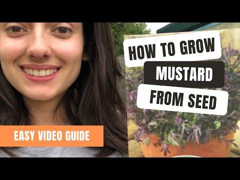 Sowing Mustard Leave Seeds For Beginners - A Quick Guide