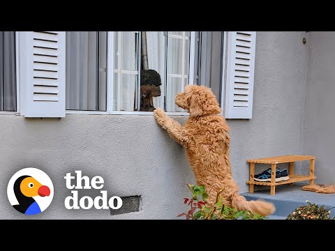 Neighbor's Dog Knocks On Door Everyday To Play With Her BFF | The Dodo