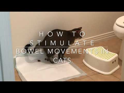 How to Stimulate Bowel Movements in Cats