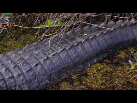 Les 10 Plus Gros Crocodiles du monde