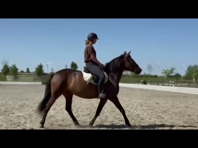 Jument PSL 7 ans très polyvalente 1.57m