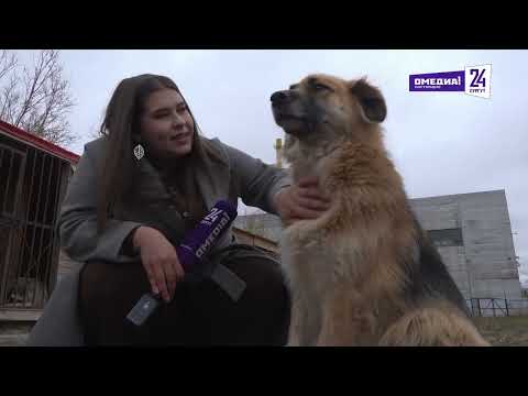 Вот что значит настоящий «Верный друг»: центр передержки бездомных собак готовится к 8-й зиме