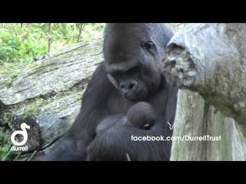 Mamma gorilla coccola il suo piccolo