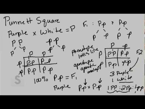 Saylor.org BIO305: Lynn Carpenter's "The Punnett Square"