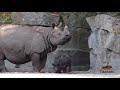 nashorn nachwuchs im tierpark berlin tierpark berlin’s rhino calf