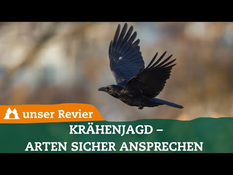 Krähenjagd: So vermeidet ihr Fehlabschüsse | Arten korrekt ansprechen | Lockjagd | Crow Hunting