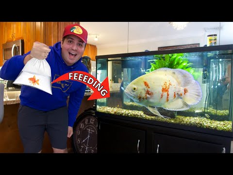 YouTube video about: Can oscar fish live with goldfish?