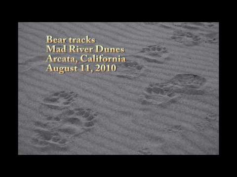 Bear Tracks in Mad River Dunes, Arcata, CA