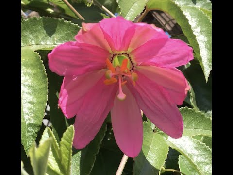 How to pollinate banana passionfruit by hand