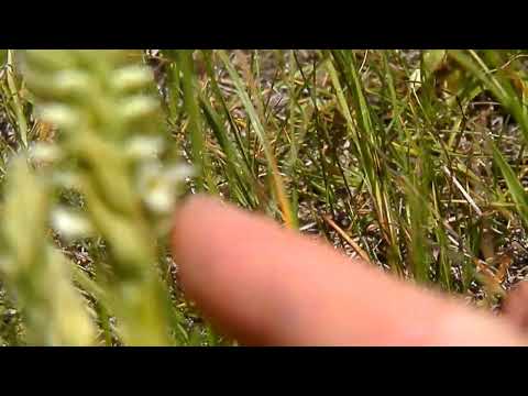 Hooded Ladies' Tresses in Waterton