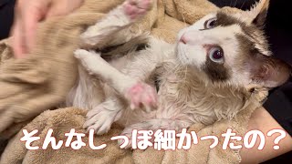 中毛？猫のモネ、二回目のシャンプー