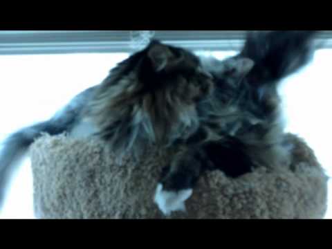 Siberian kitten vs Maine Coon cat