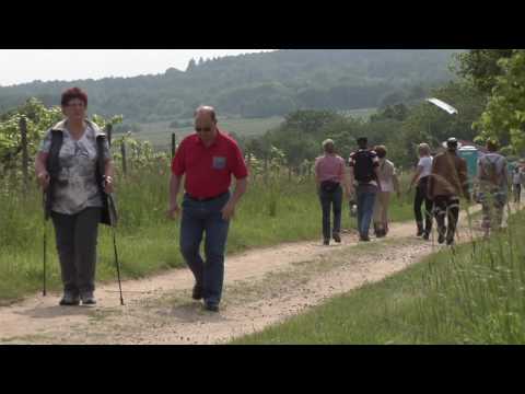 Wandern im Rheingau