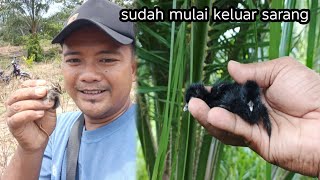 Download lagu Pas banget kita mbolang! Lagi musimnya anakan burung keluar dari sarang mp3