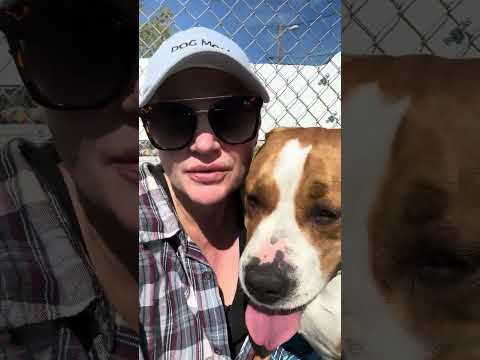 JUNE, an adoptable American Bulldog & English Bulldog Mix in Thousand Oaks, CA_image-1