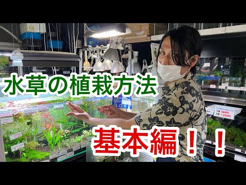 水草の植え方は？正しい選択をするために知っておくべきことすべて!  庭園
