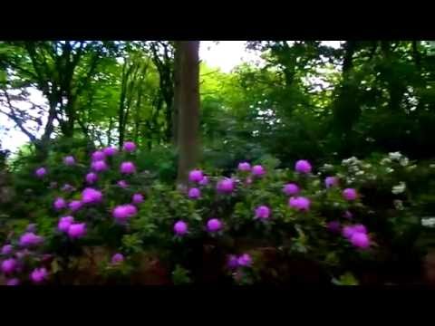 Surfing Llama / Bird Creek