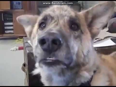 YouTube video about: What did the dog say to the cat?