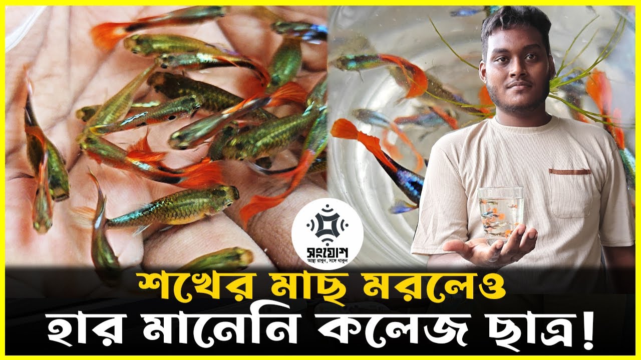 শখের মাছ মরে গেলো! কলেজ ছাত্র হার মানেননি!