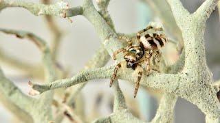 Effortless Jumping Spider Feeding: Simplified Fruit Fly Transfer