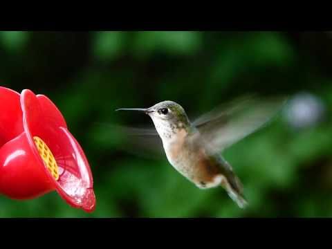 Calliope Hummingbird - The Smallest North American Bird