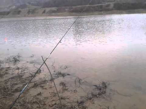 Stuka na živog kedera