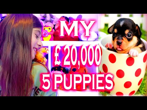 Biewer Terrier Yorkie 🐕 mix Puppies Pets Dogs Cute Pup 🐶