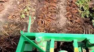 preview picture of video 'How to dig up Peony Roots? - Peony Coral Sunset - www.peonyshop.com'