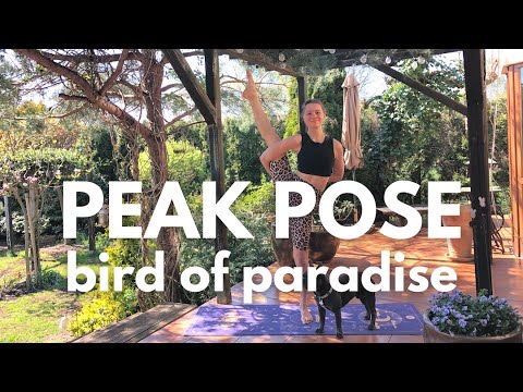Yoga with Nikola: Bird of Paradise | Peak Pose Practice | Flow