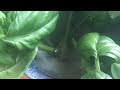 Planting Basil From Seed In Early March