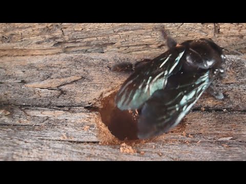 "Carpenter bee" starting to dig a tunnel for a nest - "Abeja carpintera" iniciando la excavación de un túnel para un nido. — Hive