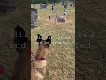 Do dogs see ghosts? 👻💀#ghost #dogsseespirits #belgianmalinois #cemetery #muerte #goliad graveyard