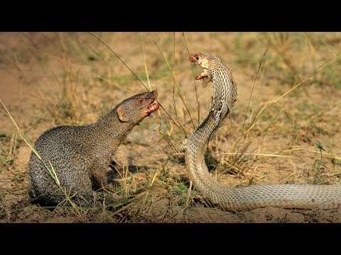 قتال شرس بين افعى الكوبرا والنمس البري من سيفوز ؟!