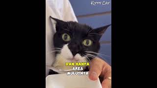 Download lagu Despite His Defects, This Cat Named Poong Has Gone Viral on Social Media #catlover #cat #cat #viral mp3 Download lagu Despite His Defects, This Cat Named Poong Has Gone Viral on Social Media #catlover #cat #cat #viral mp3
