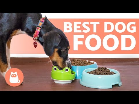 Vitamin D in Dogs - Usage, Dosage and Toxicity