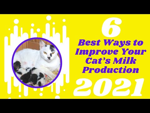 Top 6 Best Ways To Improve Cat Milk Production 2021! Cat Health Tips ! Cat Pregnancy