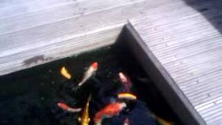 preview picture of video 'feeding my koi oranges'