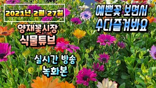 2021년 2월 27일 토요일  식물아빠와  예쁜식물들 보면서 수다 즐겨봐요~   #양재꽃시장 #식물튜브 #…