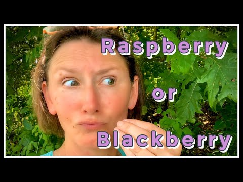 違い！ブラックラズベリーVSブラックベリー