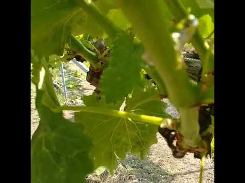 重曹オイジウムつる