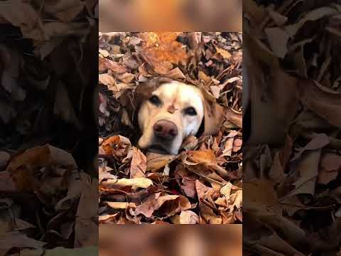 Anjing ini sangat menyukai taman bermainnya ❤️🐶