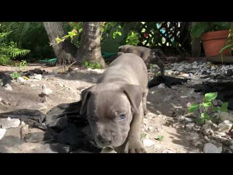 Azul & Luna exploring | Staffordshire Bull Terrier puppies
