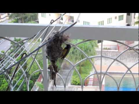 Yellow Breasted Birds nest in Danga Bay Johor Bahru, Iskandar Malaysia, not Orange Angry Bird Plush