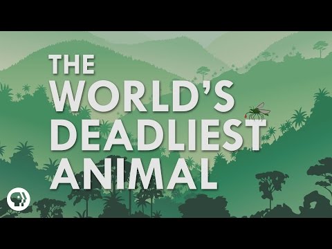世界で一番死んだ動物は？ (What's The Deadliest Animal In The World?)