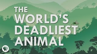 What's The Deadliest Animal In The World?