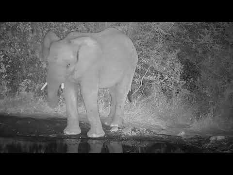 Kwa: Lone Elephant - 20:22 - 06/23/19
