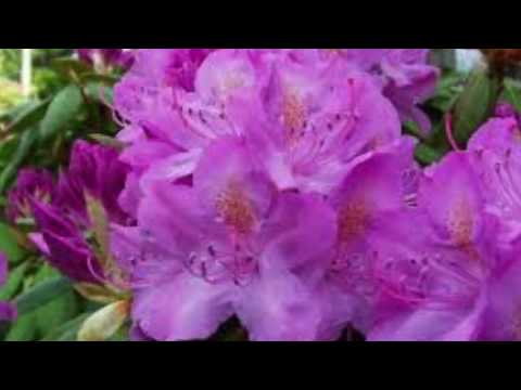 Epistle to Dippy: An Unofficial Slideshow